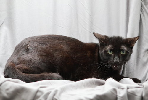 COSMO, Adult Bombay / Mixed (medium coat), cat for adoption in Augusta-Richmond County, Georgia