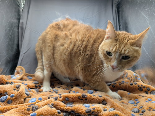 ZIGGY, an adoptable Domestic Short Hair in Grovetown, GA