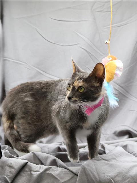 TORI, an adoptable Domestic Short Hair in Grovetown, GA