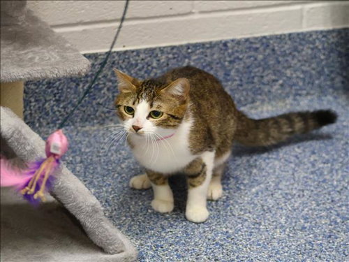 CALLIE, Young Domestic Short Hair (medium coat), cat for adoption in Grovetown, Georgia