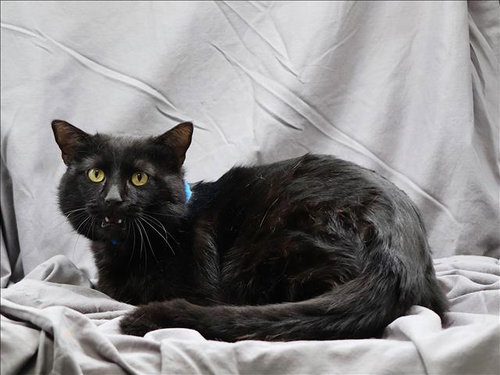 SAMUEL, an adoptable Domestic Short Hair in Grovetown, GA