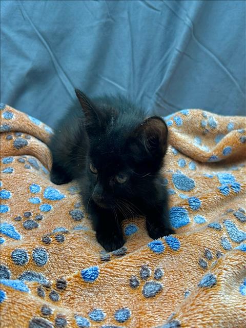 MARS, Adult Domestic Short Hair (medium coat), cat for adoption in Grovetown, Georgia