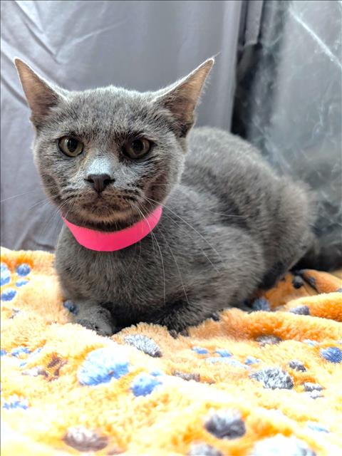 HEATHER, an adoptable Domestic Short Hair in Grovetown, GA
