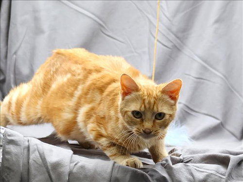 CLEMENTINE, Adult Domestic Medium Hair (medium coat), cat for adoption in Grovetown, Georgia