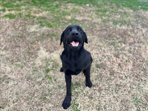 LUKE, an adoptable Labrador Retriever in Grovetown, GA