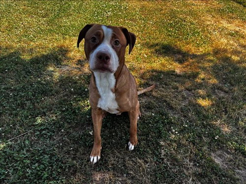 SAM, an adoptable Staffordshire Bull Terrier in Grovetown, GA