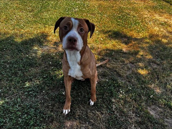 SAM