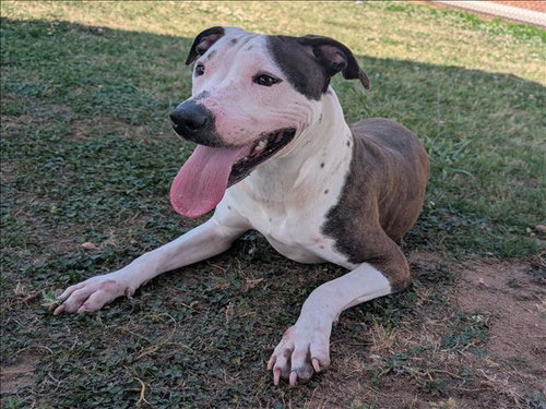 ASHLEY, an adoptable Pit Bull Terrier in Grovetown, GA