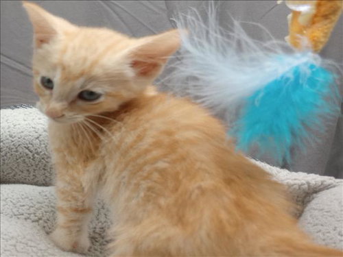 A121305, Adult Domestic Short Hair (medium coat), cat for adoption in Grovetown, Georgia