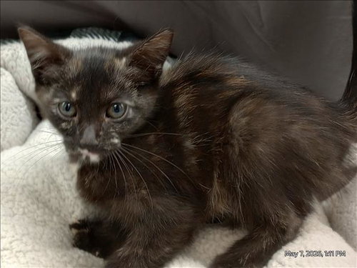 A121306, Adult Domestic Short Hair (medium coat), cat for adoption in Grovetown, Georgia