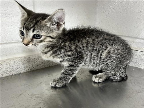 A121308, an adoptable Domestic Short Hair in Grovetown, GA