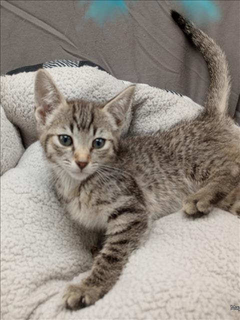 A121309, Adult Domestic Short Hair (medium coat), cat for adoption in Grovetown, Georgia