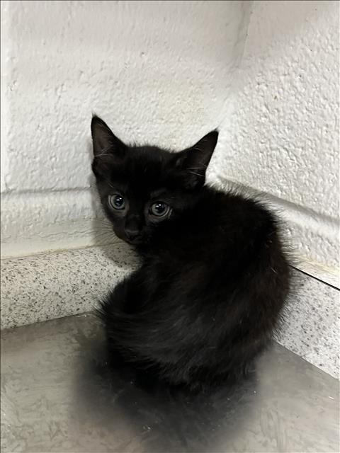 A121310, an adoptable Domestic Short Hair in Grovetown, GA