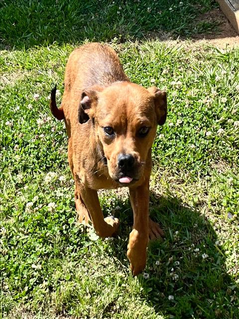 HAZEL, an adoptable Boxer in Grovetown, GA