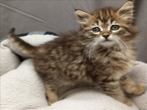A121340, an adoptable Domestic Long Hair in Grovetown, GA