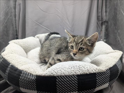 A121185, Adult Domestic Short Hair (medium coat), cat for adoption in Grovetown, Georgia