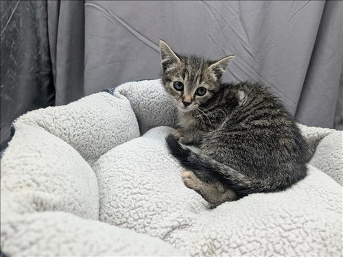 A121186, an adoptable Domestic Short Hair in Grovetown, GA