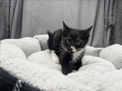 A121187, Adult Domestic Short Hair (medium coat), cat for adoption in Grovetown, Georgia