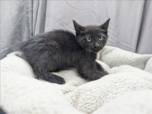 A121225, Adult Domestic Short Hair (medium coat), cat for adoption in Grovetown, Georgia
