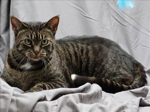 GISELLE, an adoptable Domestic Short Hair in Grovetown, GA