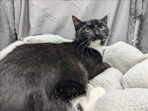 LUIGI, an adoptable Domestic Short Hair in Grovetown, GA