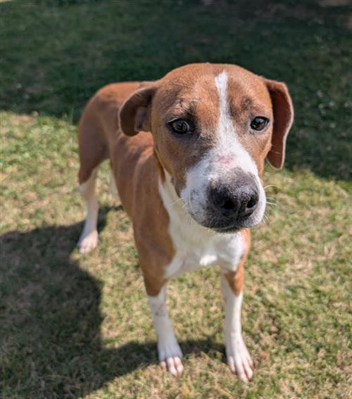 HALIMA, an adoptable Pit Bull Terrier in Grovetown, GA