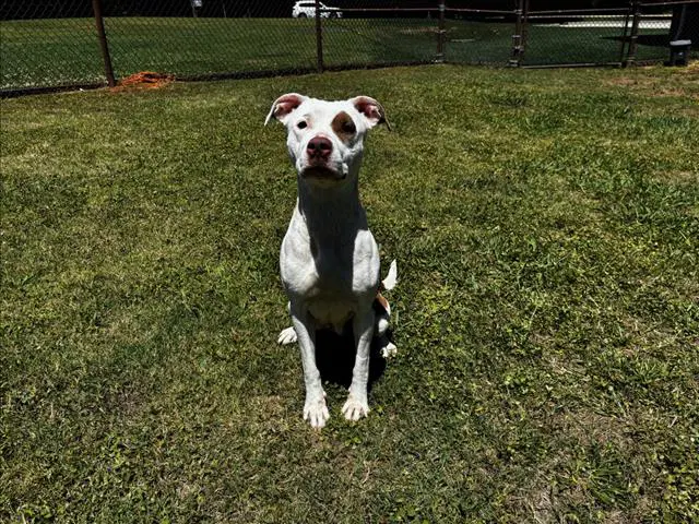 Cookie - Pit Bull Terrier