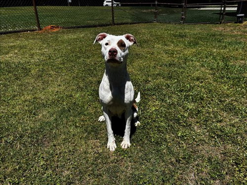 COOKIE, an adoptable Pit Bull Terrier in Grovetown, GA