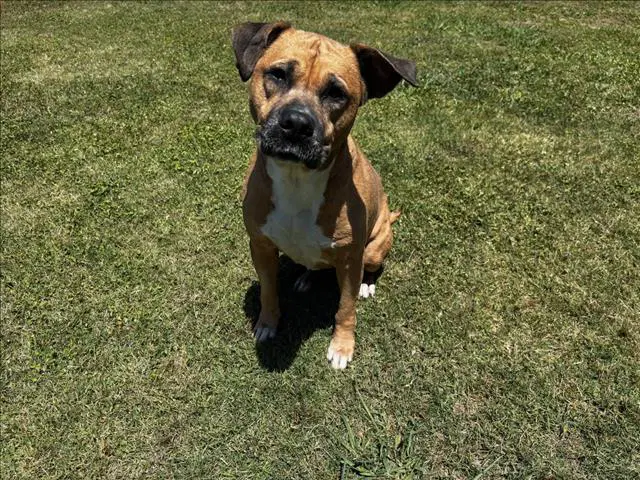 Millie - Pit Bull Terrier