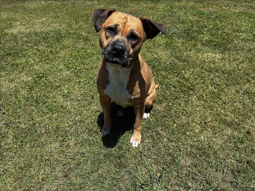MILLIE, an adoptable Pit Bull Terrier in Grovetown, GA