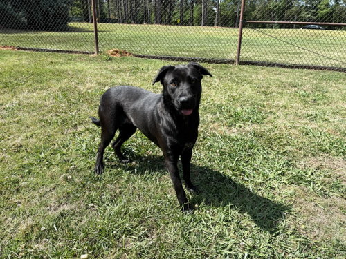 XENA, an adoptable Australian Cattle Dog in Grovetown, GA