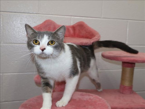 SELINA, an adoptable Domestic Short Hair in Grovetown, GA