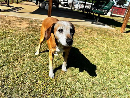 MISSY, an adoptable Redbone Coonhound in Grovetown, GA