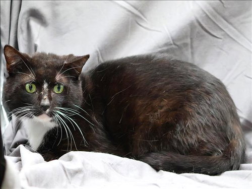 BINX, an adoptable Domestic Short Hair in Grovetown, GA