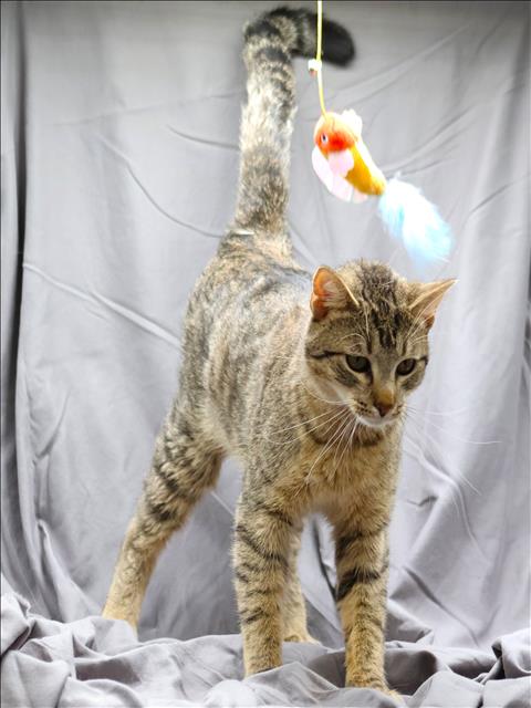 BUSTER, an adoptable Domestic Short Hair in Grovetown, GA