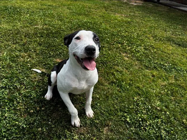 Lily - Pit Bull Terrier