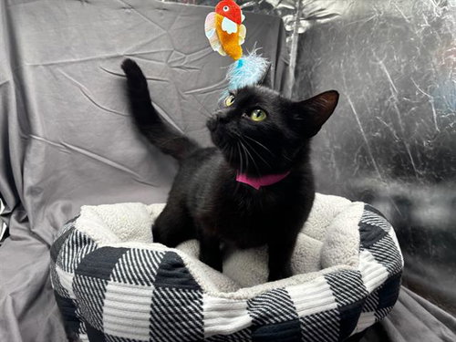 KATYA, Adult Domestic Short Hair (medium coat), cat for adoption in Grovetown, Georgia