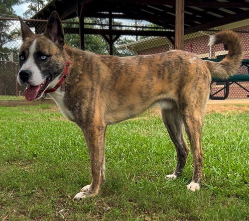 BRUTUS