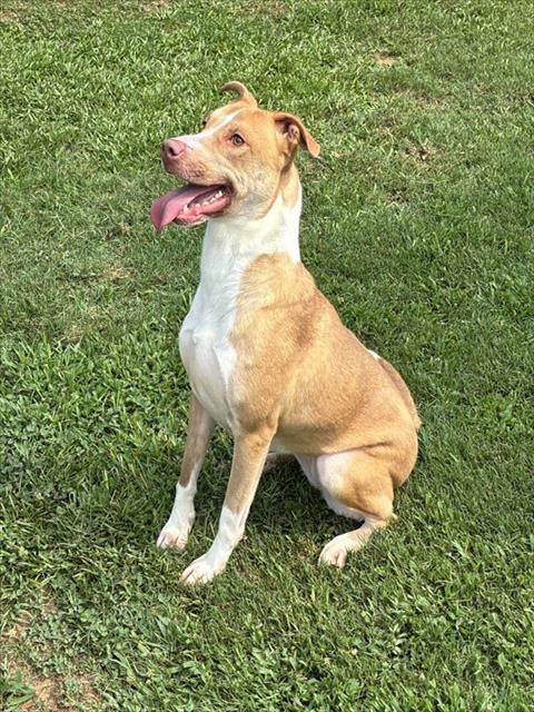 GINGER, an adoptable Basenji in Grovetown, GA
