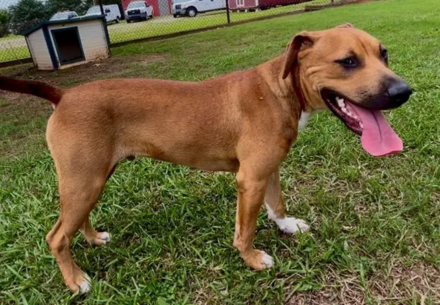 Freddie - Black Mouth Cur