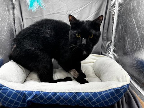 MAC, an adoptable Domestic Short Hair in Grovetown, GA