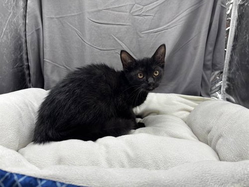 A122052, an adoptable Domestic Short Hair in Grovetown, GA