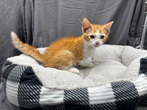 A122018, an adoptable Domestic Short Hair in Grovetown, GA