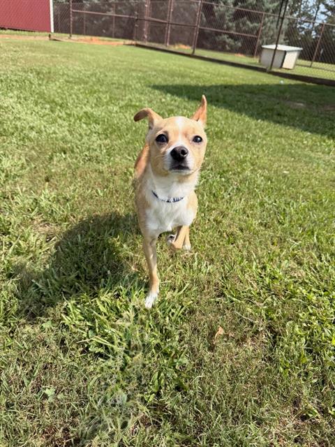 HERMAN, an adoptable Chihuahua in Grovetown, GA