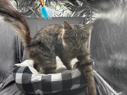 AUNT MAY, an adoptable Domestic Medium Hair in Grovetown, GA