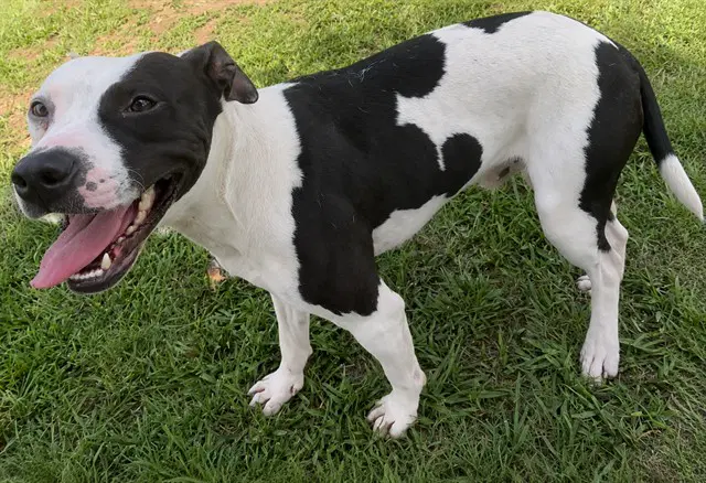 Percy - Pit Bull Terrier