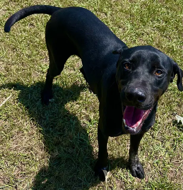 Coca Cola - Labrador Retriever