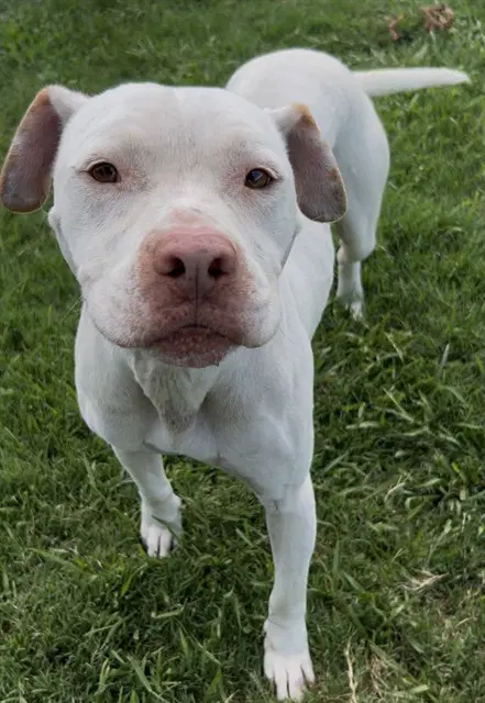 Starsky - Pit Bull Terrier