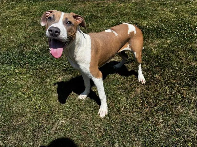 Rooster - American Staffordshire Terrier