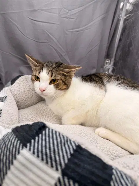 Alf - Domestic Short Hair